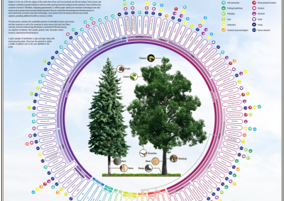 What a tree can do? New poster explains the bioeconomy potential of a tree