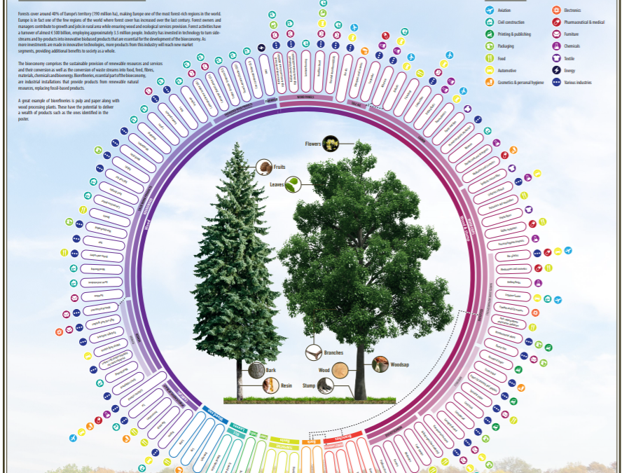 What a tree can do? New poster explains the bioeconomy potential of a tree