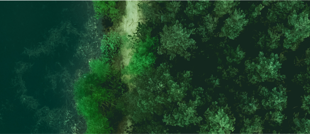 Forest Resources
