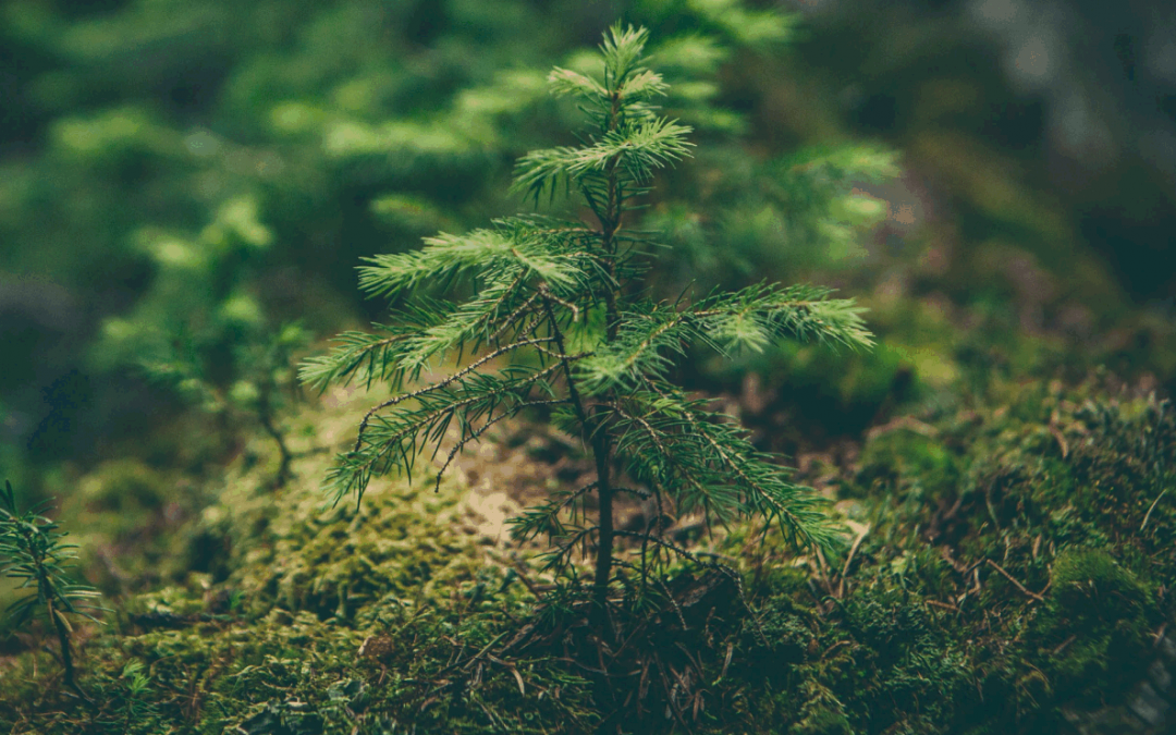 19 June 2020, 10-12h CEST Public Webinar: Climate effects of the forest-based sector in the European Union