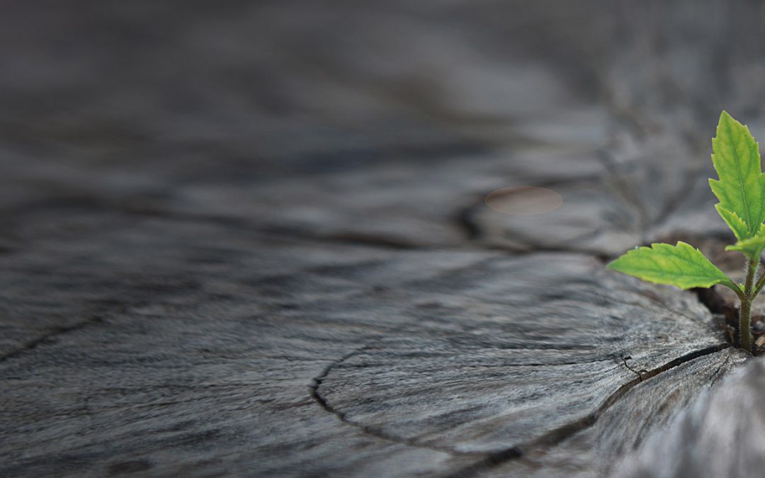 Sustainability & Circularity